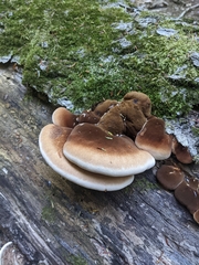 Ischnoderma resinosum