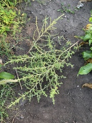 Amaranthus albus