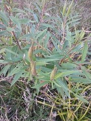 Asclepias incarnata