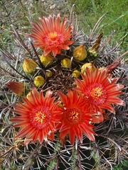 Ferocactus wislizeni