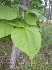 Catalpa