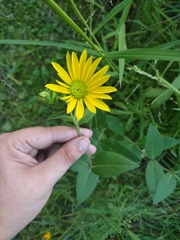 Silphium integrifolium