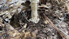 Amanita radiata