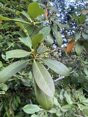 Rhododendron macrophyllum