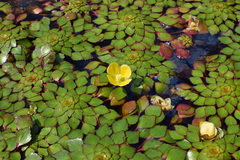 Ludwigia sedoides