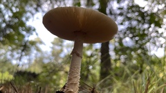 Amanita radiata
