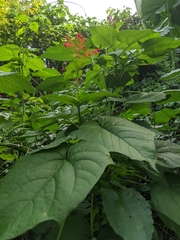 Clerodendrum japonicum