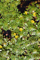 Ludwigia sedoides