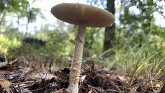 Amanita radiata