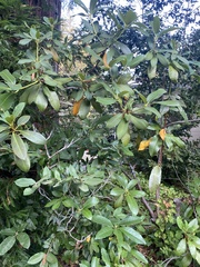 Rhododendron macrophyllum