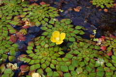 Ludwigia sedoides