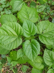 Clerodendrum japonicum