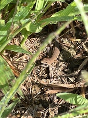 Takydromus tachydromoides