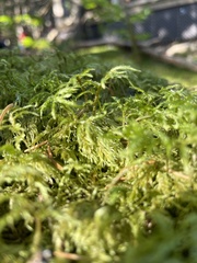 Hylocomium splendens image