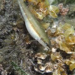 Neoodax balteatus