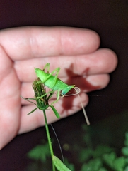 Neoconocephalus ensiger