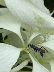 Chalybion bengalense