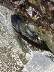 Mytilus californianus