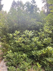 Rhododendron macrophyllum