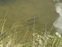 Lepisosteus platyrhincus
