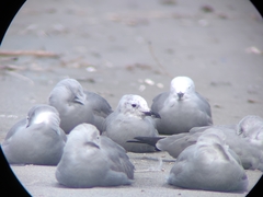 Leucophaeus modestus