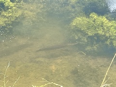 Lepisosteus platyrhincus