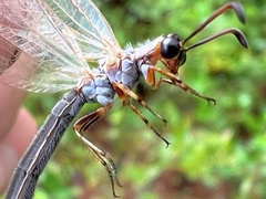 Myrmeleontidae