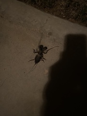 Mastigoproctus giganteus