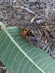 Megatibicen pronotalis