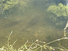 Lepisosteus platyrhincus