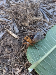 Megatibicen pronotalis