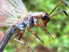Myrmeleontidae
