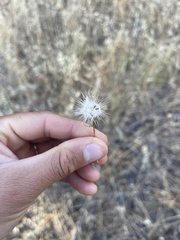 Layia septentrionalis