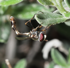 Dioprosopa clavata
