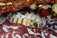 Onithochiton quercinus