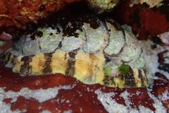 Onithochiton quercinus