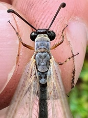 Myrmeleontidae
