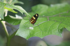 Mechanitis lysimnia nesaea