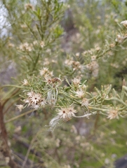 Baccharis linearis