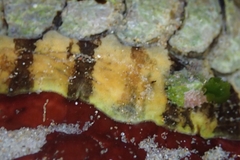 Onithochiton quercinus