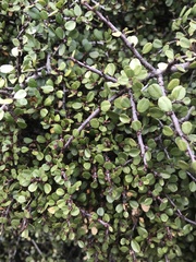 Rhamnus crocea