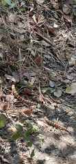 Lampropeltis