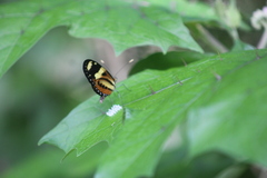 Mechanitis lysimnia nesaea