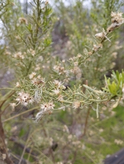 Baccharis linearis