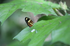 Mechanitis lysimnia nesaea