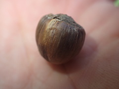 Corylus cornuta