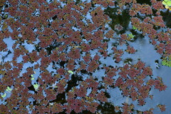 Azolla