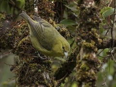 Chlorodrepanis virens