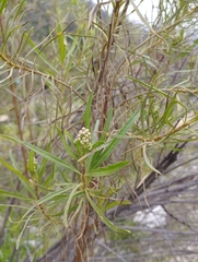 Baccharis salicifolia