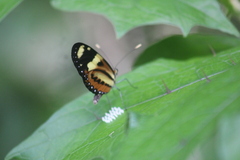 Mechanitis lysimnia nesaea